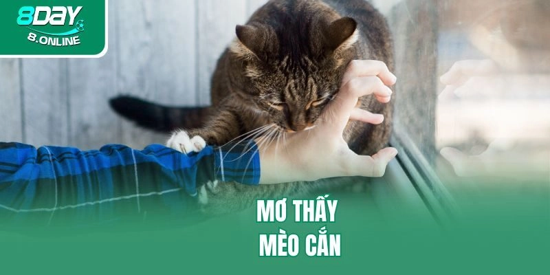 Mơ thấy mèo cắn