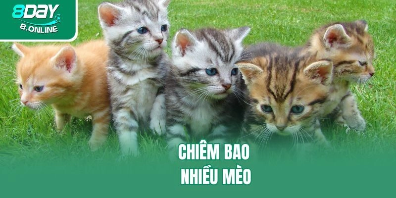 Chiêm bao nhiều mèo