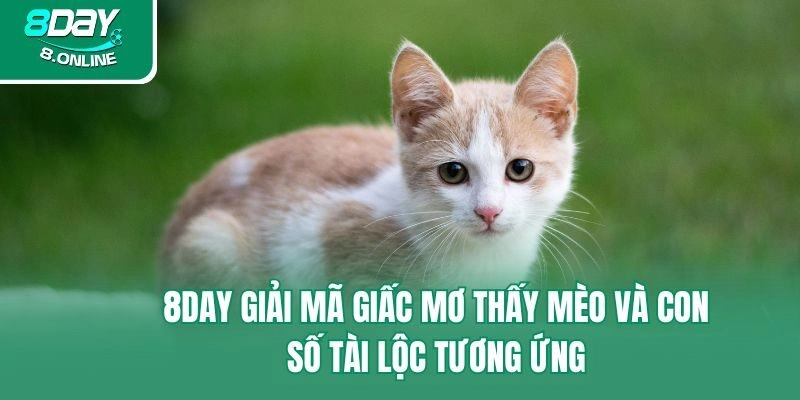 8day Giải Mã Giấc Mơ Thấy Mèo Và Con Số Tài Lộc Tương Ứng