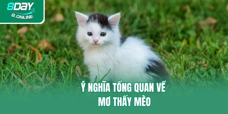 Ý nghĩa tổng quan về mơ thấy mèo